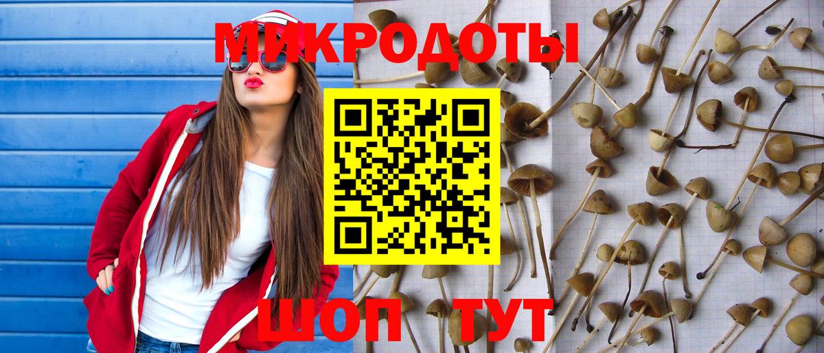 Псилоцибиновые грибы Psilocybe Белгород